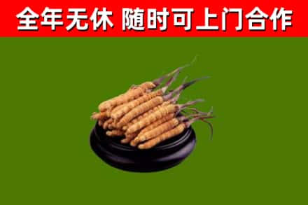 阿勒泰回收冬虫夏草